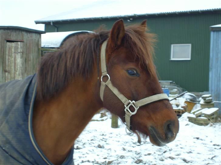 DSP Moonlight Dancer billede 1