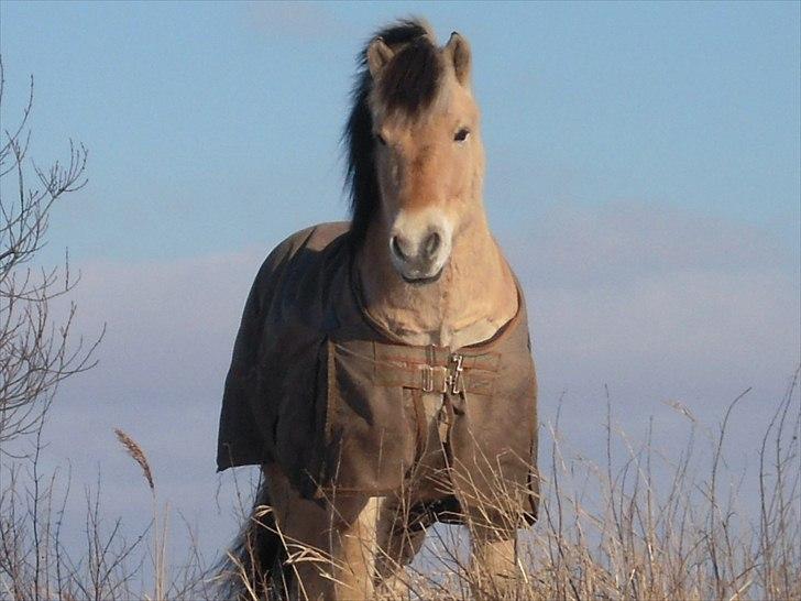 Anden særlig race Buller R.I.P - buller. billede 15