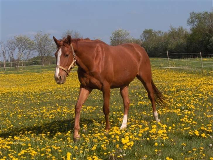 Anden særlig race Charming Miss Playwithme  billede 1