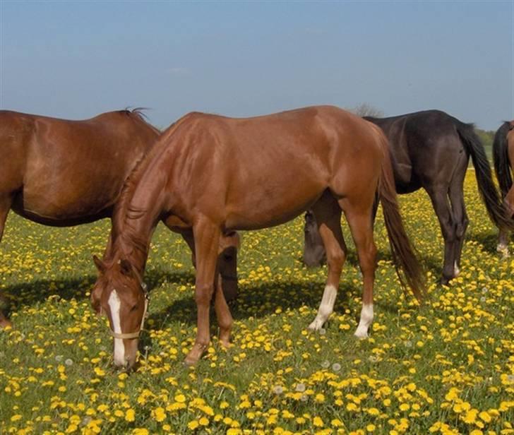 Anden særlig race Charming Miss Playwithme  billede 2