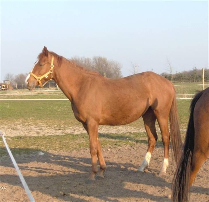 Anden særlig race Charming Miss Playwithme  billede 3