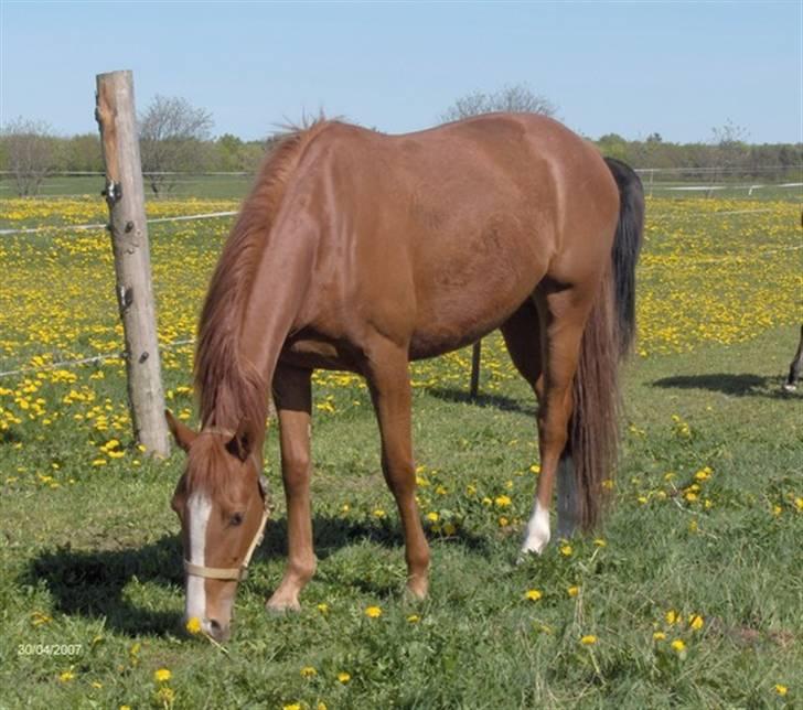 Anden særlig race Charming Miss Playwithme  billede 4