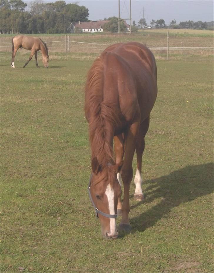 Anden særlig race Charming Miss Playwithme  billede 5