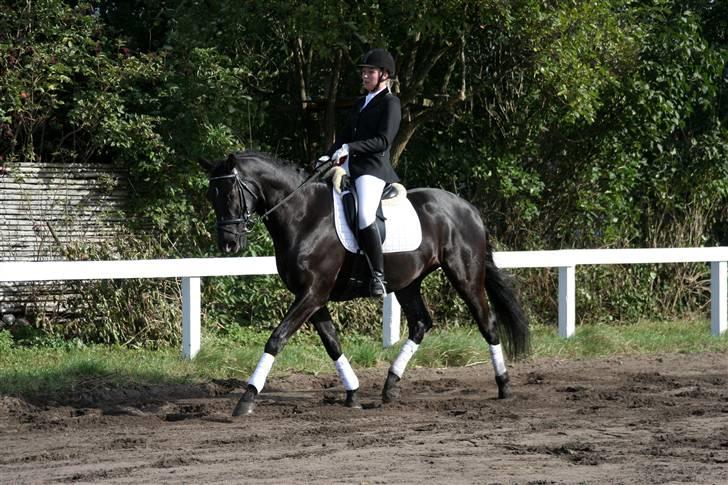 Trakehner Barduc  (SOLGT) - Barducs første stævne billede 5