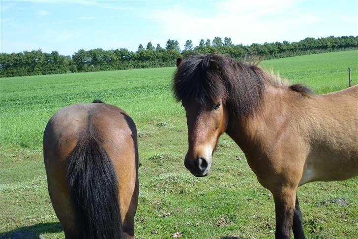 Islænder Djarfur fra lundegaard - "hej louise ! ja haha min mor har en ldt stor røv" :P  billede 10