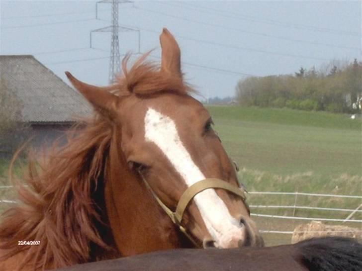 Anden særlig race Charming Miss Playwithme  billede 6