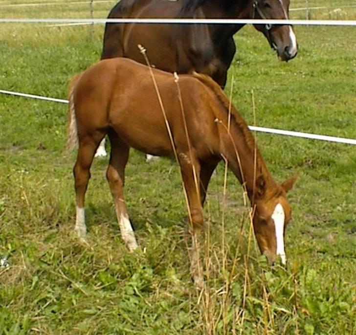 Anden særlig race Charming Miss Playwithme  billede 7