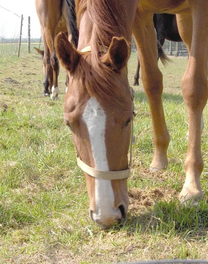 Anden særlig race Charming Miss Playwithme  billede 9