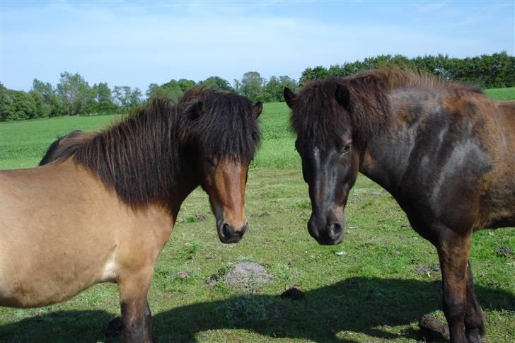 Islænder Djarfur fra lundegaard - djarfur og Geisli de største drengerøve på folden ever..  billede 11