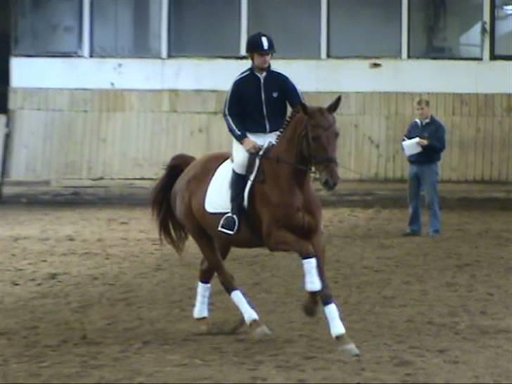 Oldenborg Sally Singerholm ROL 9199 - .... og også i galop billede 12