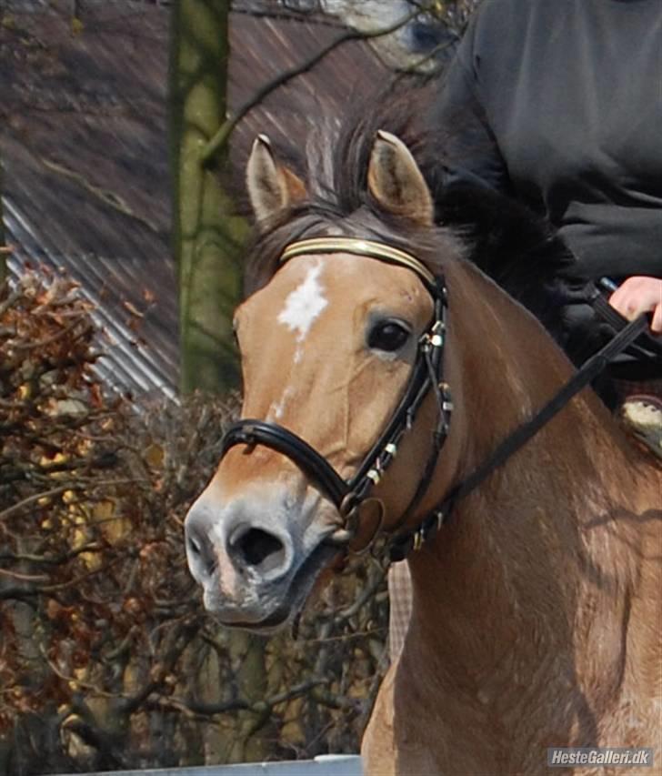 Anden særlig race Gobi - Velkommen til den skønnes profil. billede 1