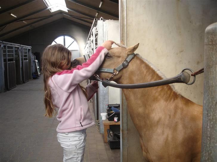 Welsh Pony af Cob-type (sec C) Simba b.b. - hygge med Bibi muss billede 3