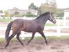 New Forest Askholm Alf (RIP)