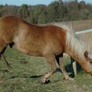 Haflinger Picasso R.I.P.