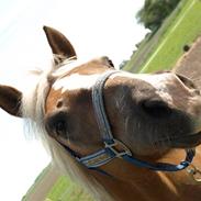 Haflinger Picasso R.I.P.