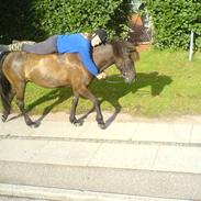 Islænder Katla frá Hala