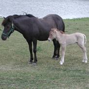 Islænder Katla frá Hala