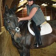 Dansk Varmblod Falkensteen's Bobby Brown