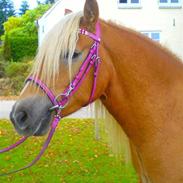 Haflinger Santana