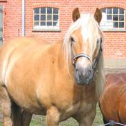 Haflinger Santana