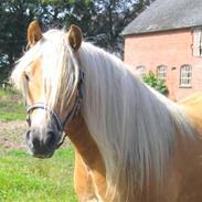 Haflinger Santana