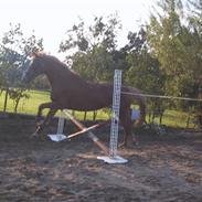 Dansk Varmblod Amarilla 