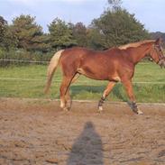 Dansk Varmblod Amarilla 