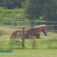 Dansk Varmblod Amarilla 