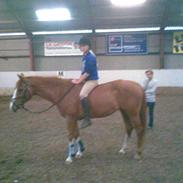 Anden særlig race Shiva<3 (Leveret tilbage)