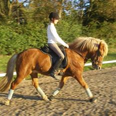 Islænder Tigull fra Rue