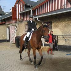 Dansk Varmblod Ladidah(Aflivet)