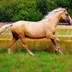 Palomino Axell's Fleetwood