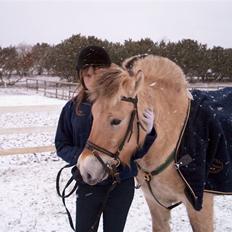 Fjordhest Tobias