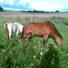 Dartmoor Hammeldrup's Echo