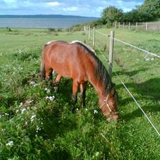 Dartmoor Hammeldrup's Echo