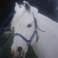 Sportsaraber (A) Shila (død)