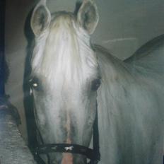 Sportsaraber (A) Shila (død)