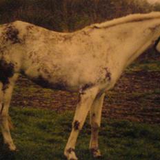 Sportsaraber (A) Shila (død)