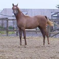 Arabisk fuldblod (OX) Santalla MG