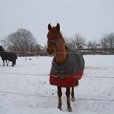 Anden særlig race Bounty <3