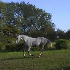 Lipizzaner Farvory Figuras