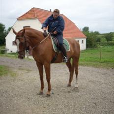 Hannoveraner Cypresgårdens Khiron