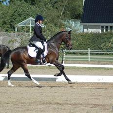 Anden særlig race Zeus SOLGT