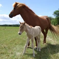 Islænder Freja fra Højbjerg