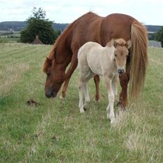 Islænder Freja fra Højbjerg