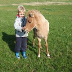 Islænder Freja fra Højbjerg