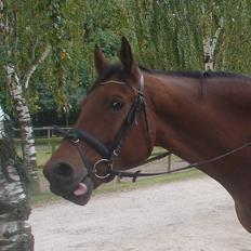 Anden særlig race Elton