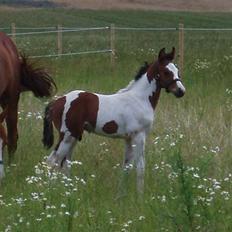 Pinto Akayan Egesminde