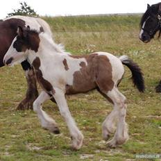 Irish Cob Møllens Mr. O'Sully*SOLGT