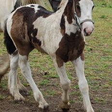 Irish Cob Møllens Mr. O'Sully*SOLGT